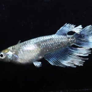 マリアージュキッシングワイドフィンエメラルドフィンタイプ　エメキンメダカ