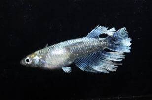 マリアージュキッシングワイドフィンエメラルドフィンタイプ　エメキンメダカ