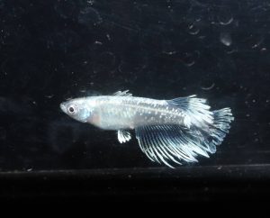 レーヴメダカ　フサフサのヒレ　ロングフィン　ヒレ長メダカ