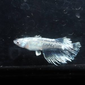 レーヴメダカ　フサフサのヒレ　ロングフィン　ヒレ長メダカ