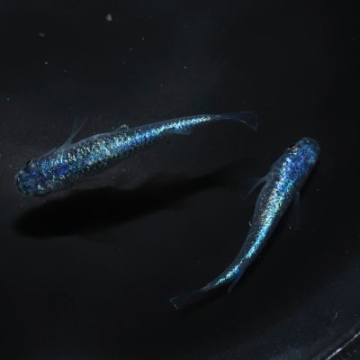 ネプチューンメダカとは？（作出者、作出の経緯、掛け合わせ） 