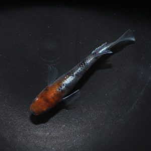 朱光菊　三色体外光　ロングフィン