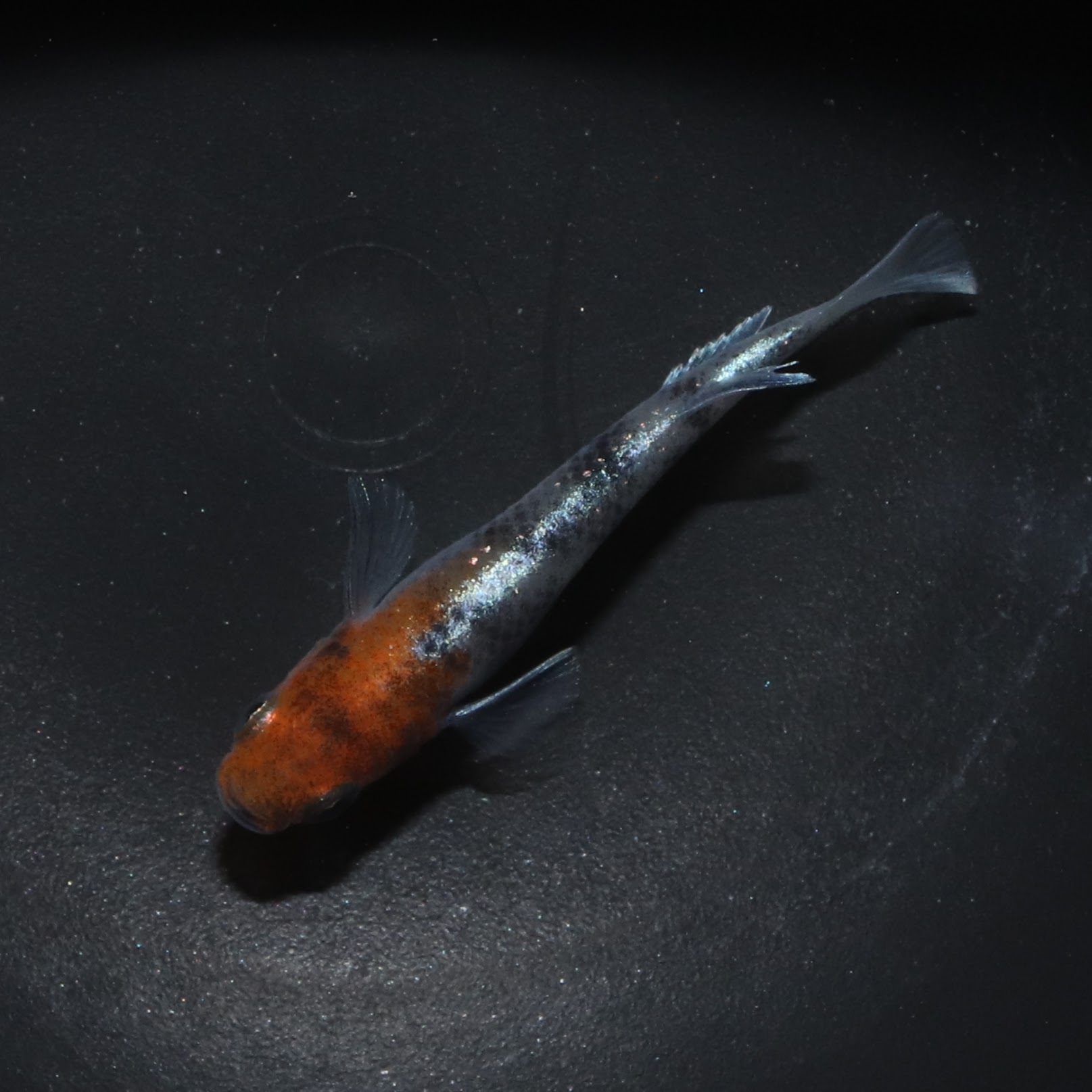 朱光菊 三色体外光 朱光菊 三色体外光 ロングフィン