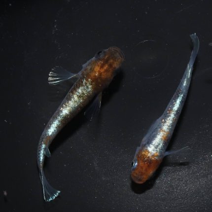 こだわりを持って育てることができる朱光菊メダカを育ててみよう！