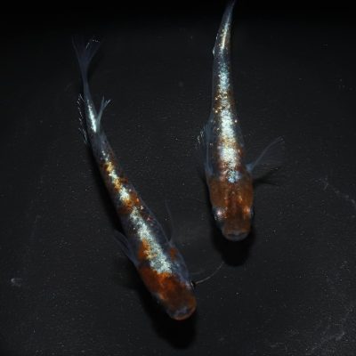 朱光菊メダカとは？（作出者、作出の経緯、掛け合わせ） 