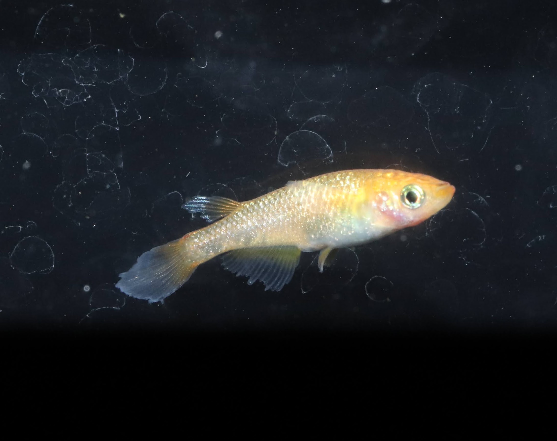 メダカが弱っている時のサイン