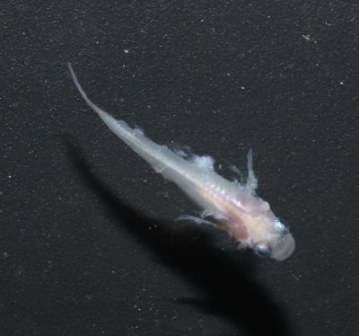 冬はメダカに病気が出ていないかよく観察しよう！