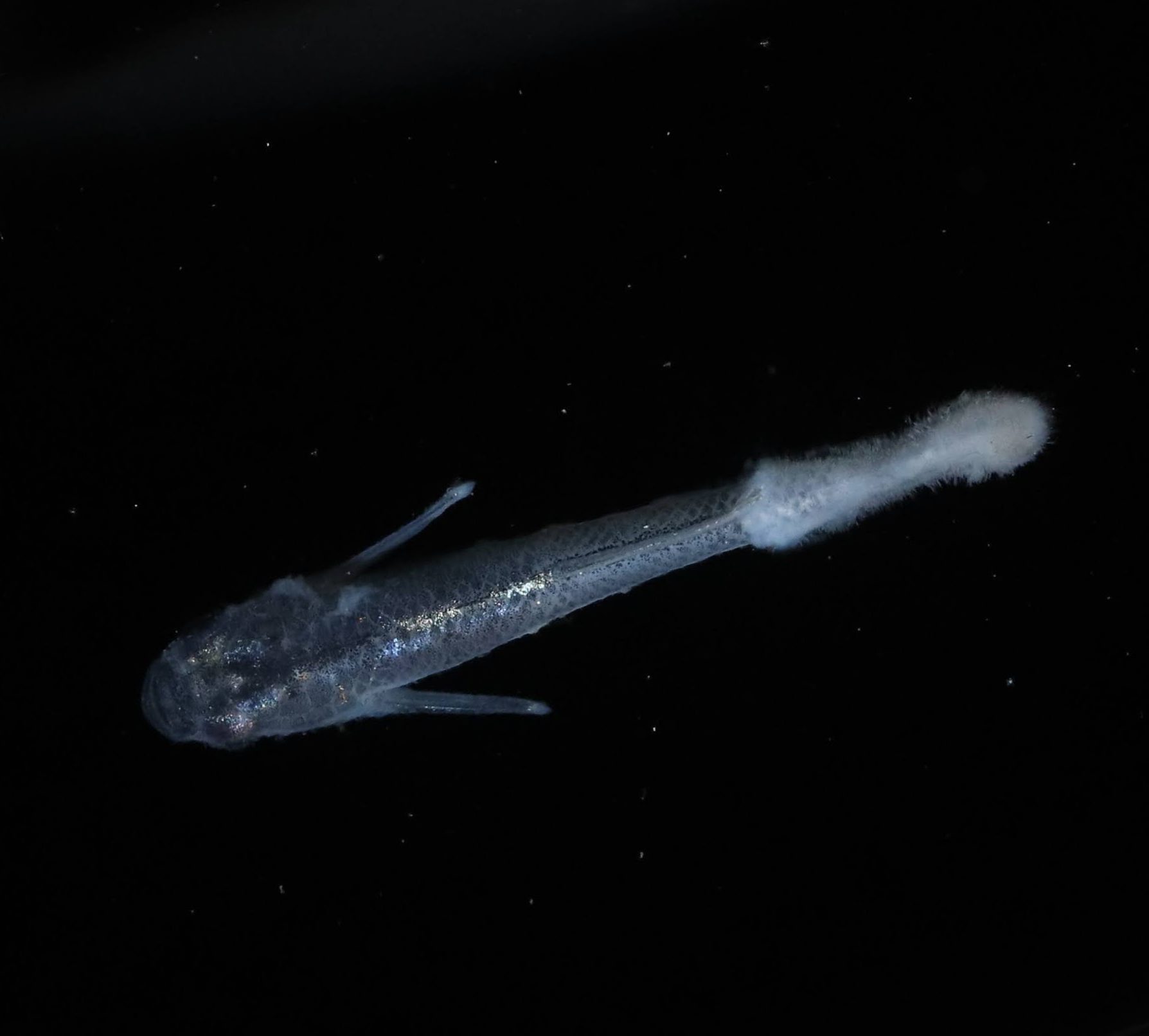 メダカが餌を食べない主な原因