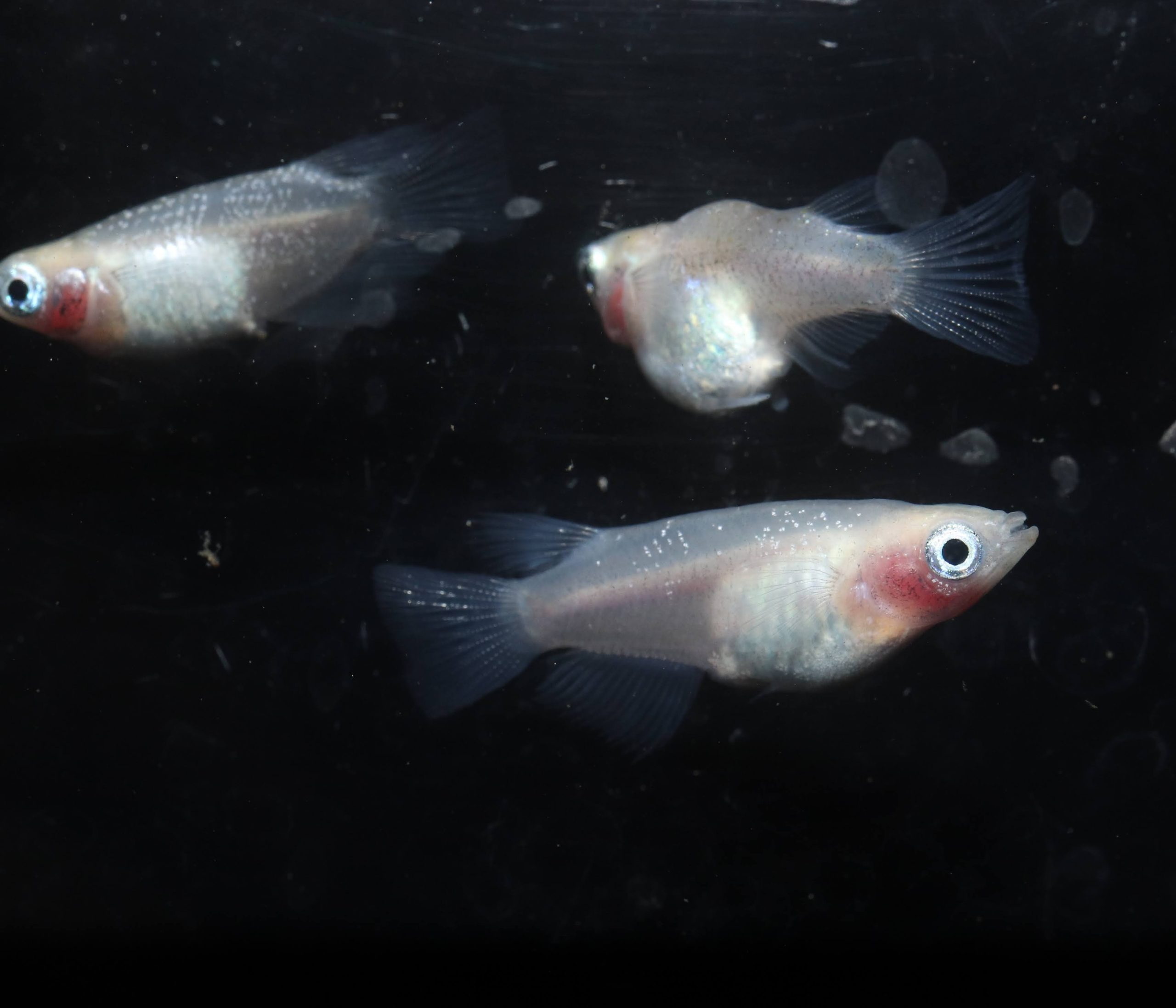 寿命が近いメダカのサインとは？