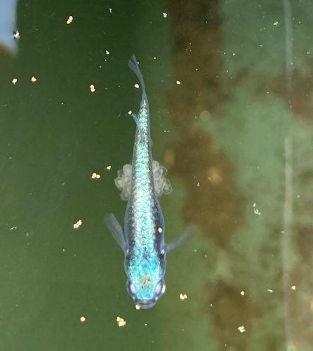 メダカの産卵条件