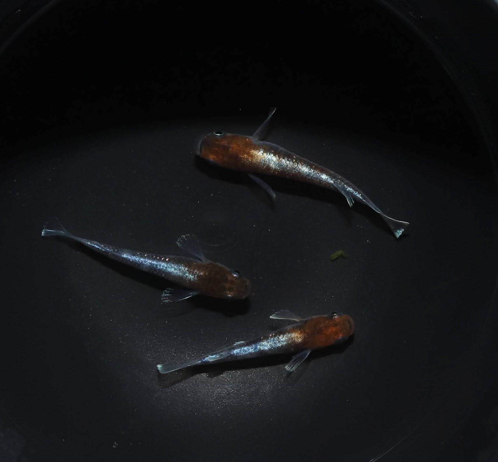 めだかとりお 乙姫 メダカ めだか （Mサイズ） 3ペア / メダカ販売 めだか通販