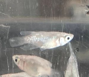 メダカ病気 ヒレ閉じ