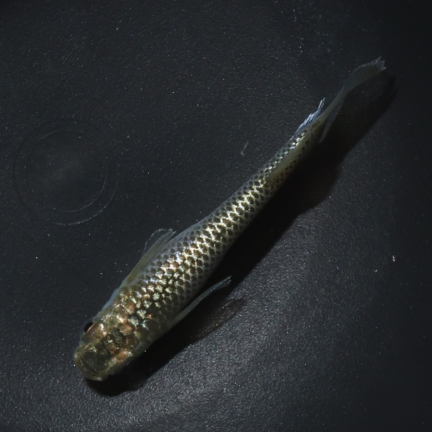 アハルテケ アハルテケ メダカ ラメ