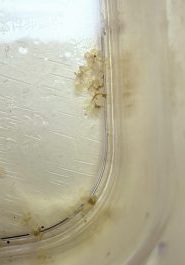 冬の室内繁殖でのよくある失敗例