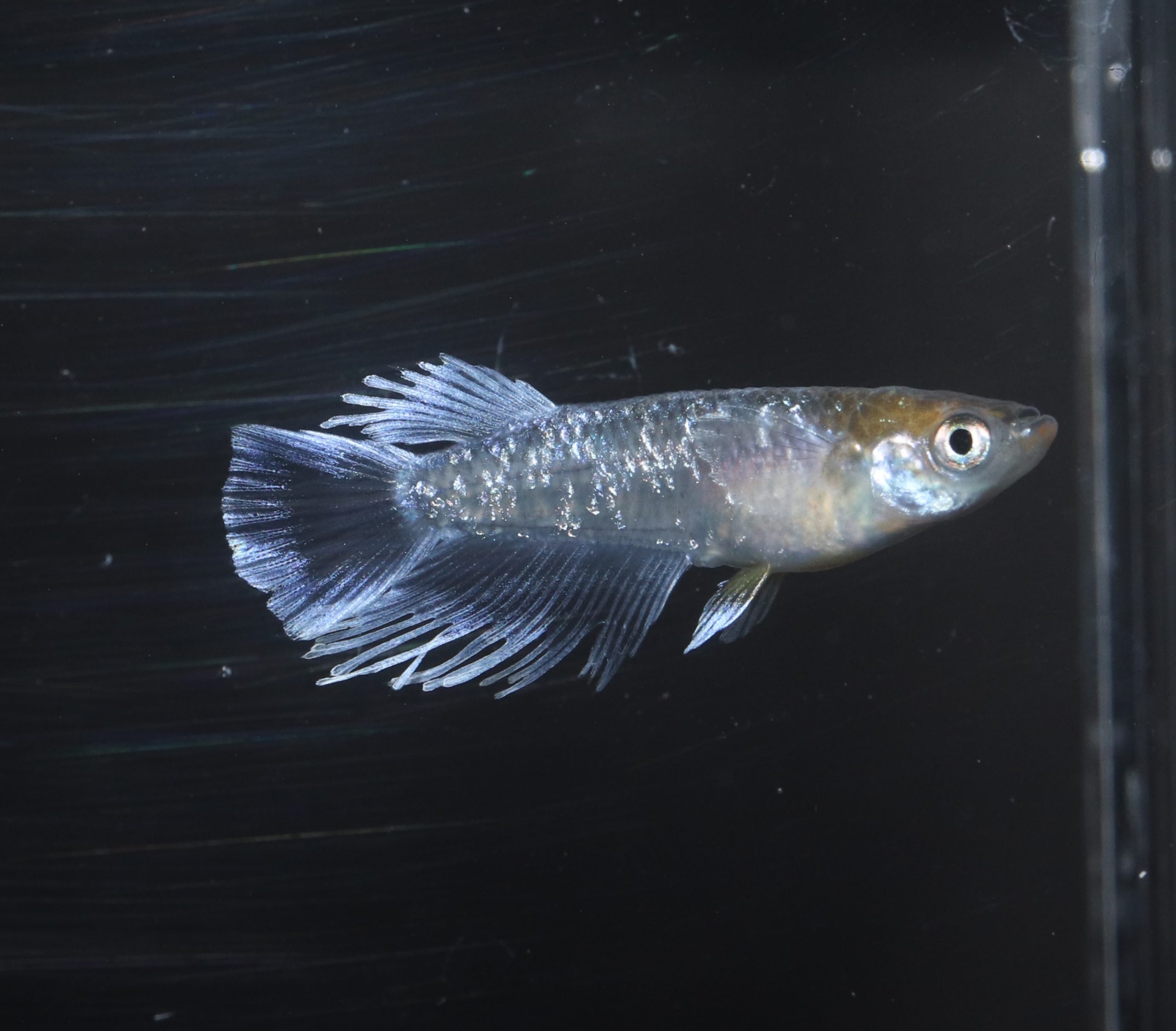 フロマージュ体外光 メダカ フロマージュ体外光 メダカ