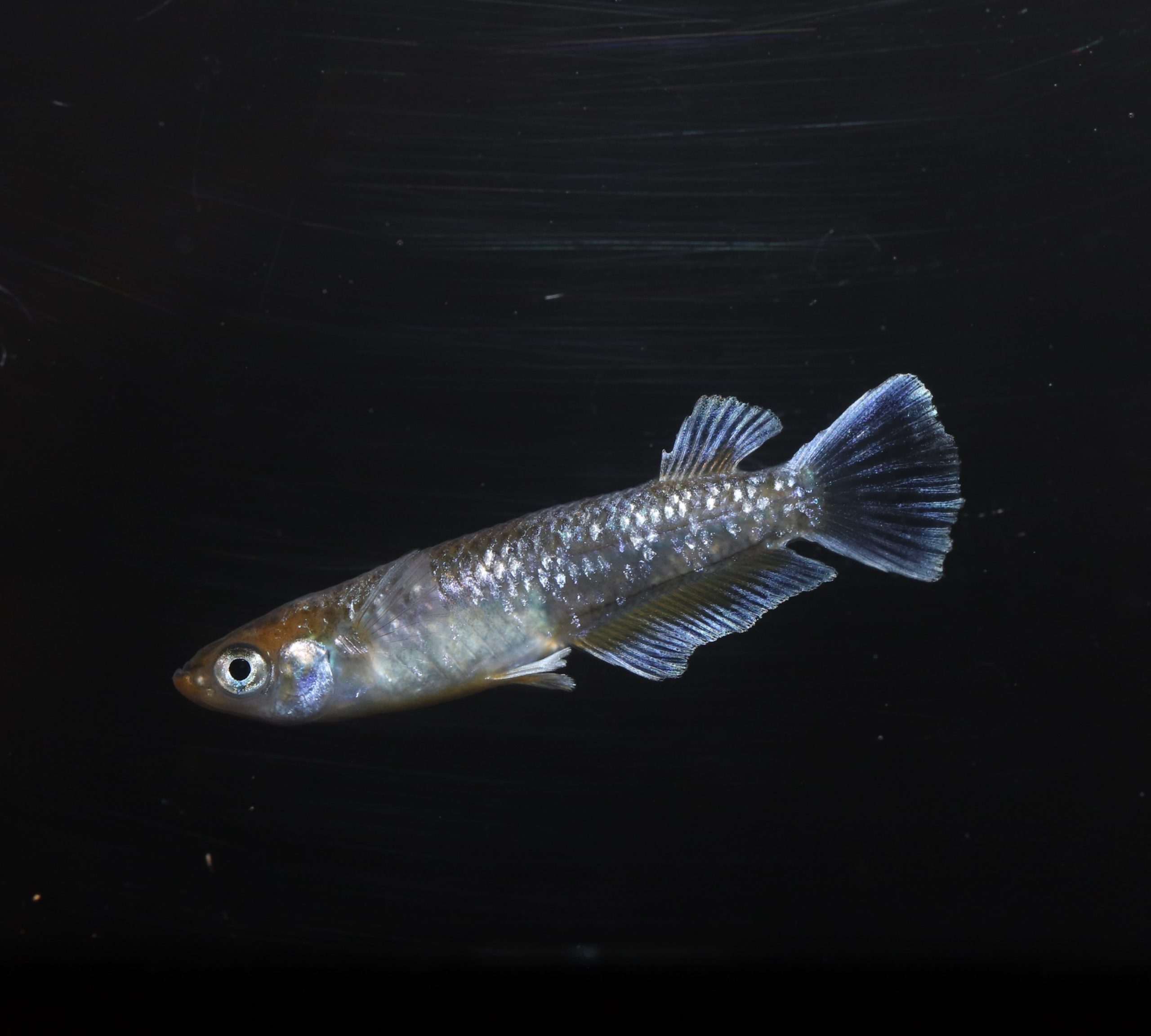 フロマージュ体外光 メダカ フロマージュ体外光 メダカ