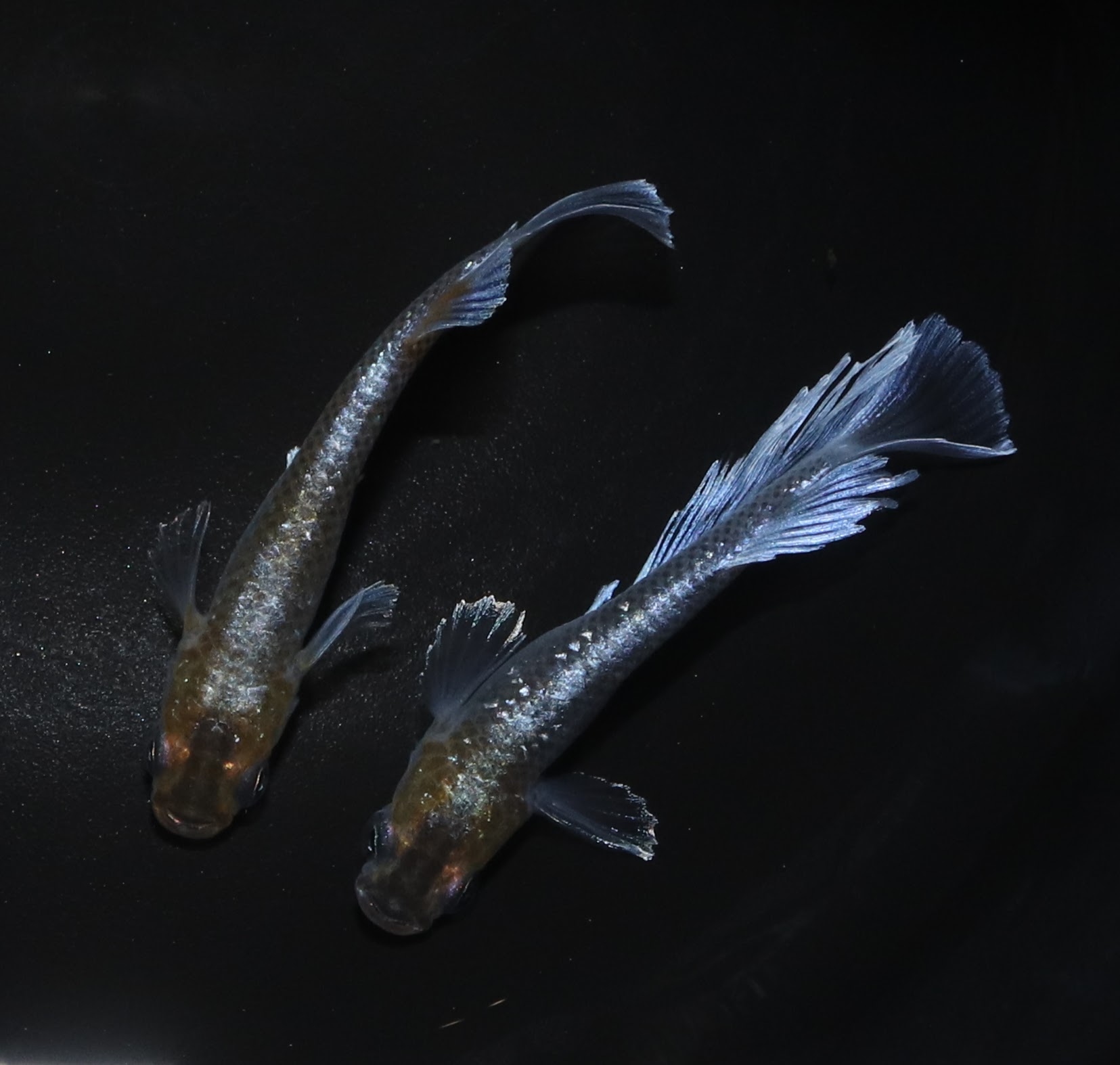 フロマージュ体外光 メダカ フロマージュ体外光 メダカ