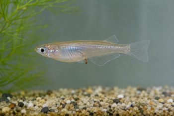 なぜメダカに水換えが必要なの？