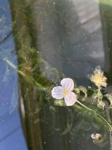 アナカリス 花